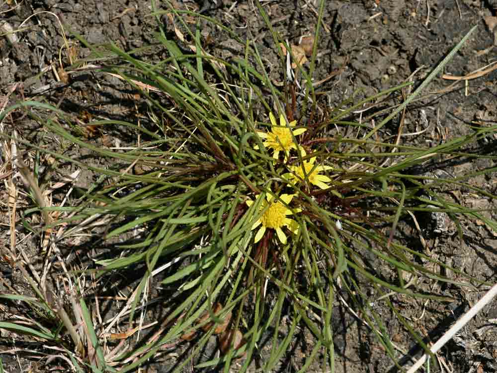Geigeria filifolia
