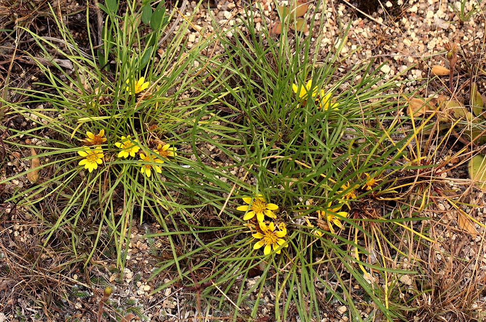 Geigeria filifolia