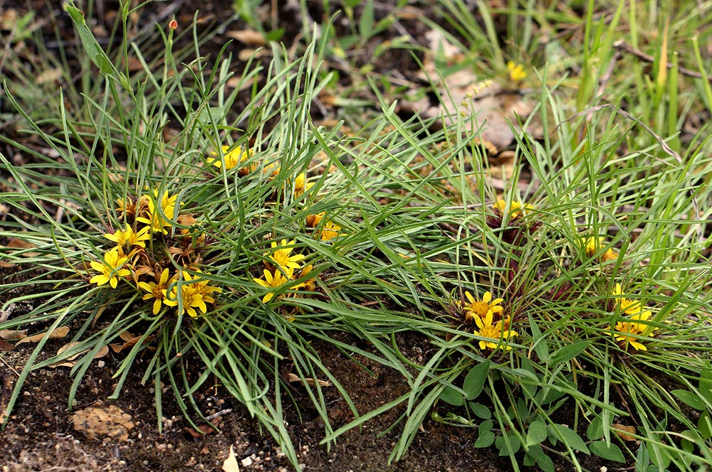Geigeria filifolia