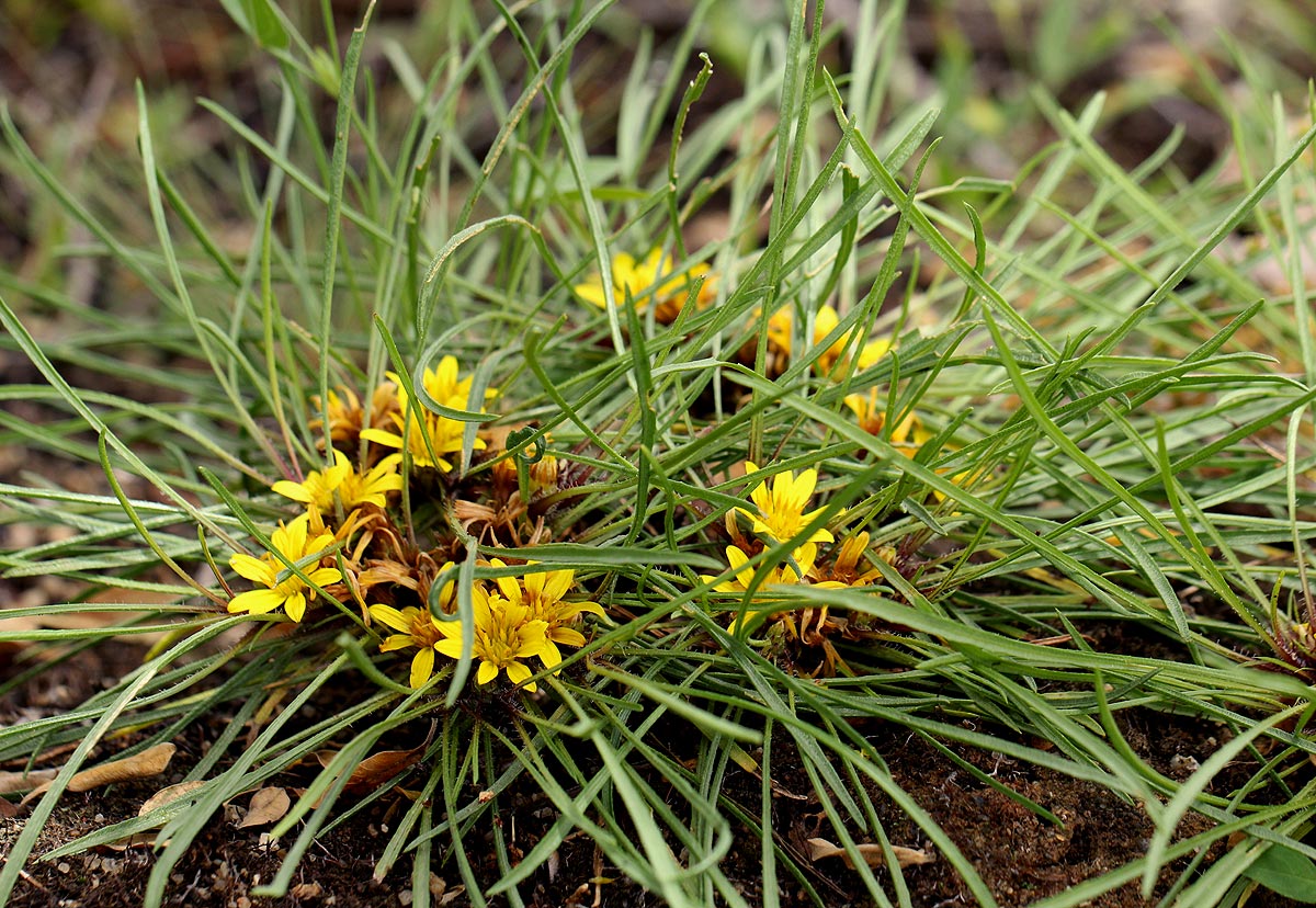 Geigeria filifolia