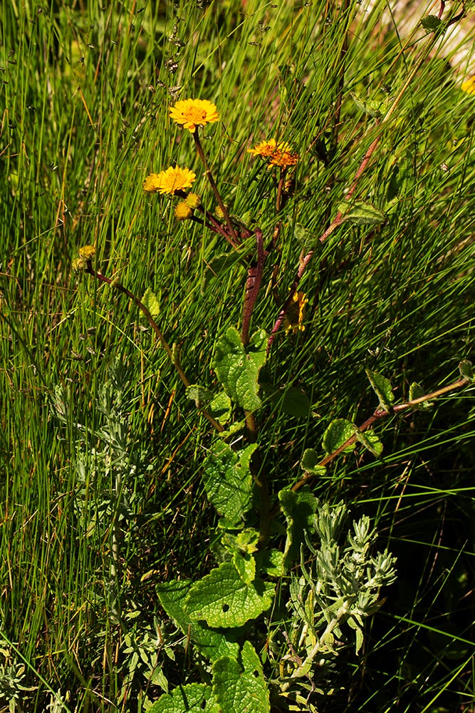 Anisopappus chinensis subsp. chinensis var. buchwaldii