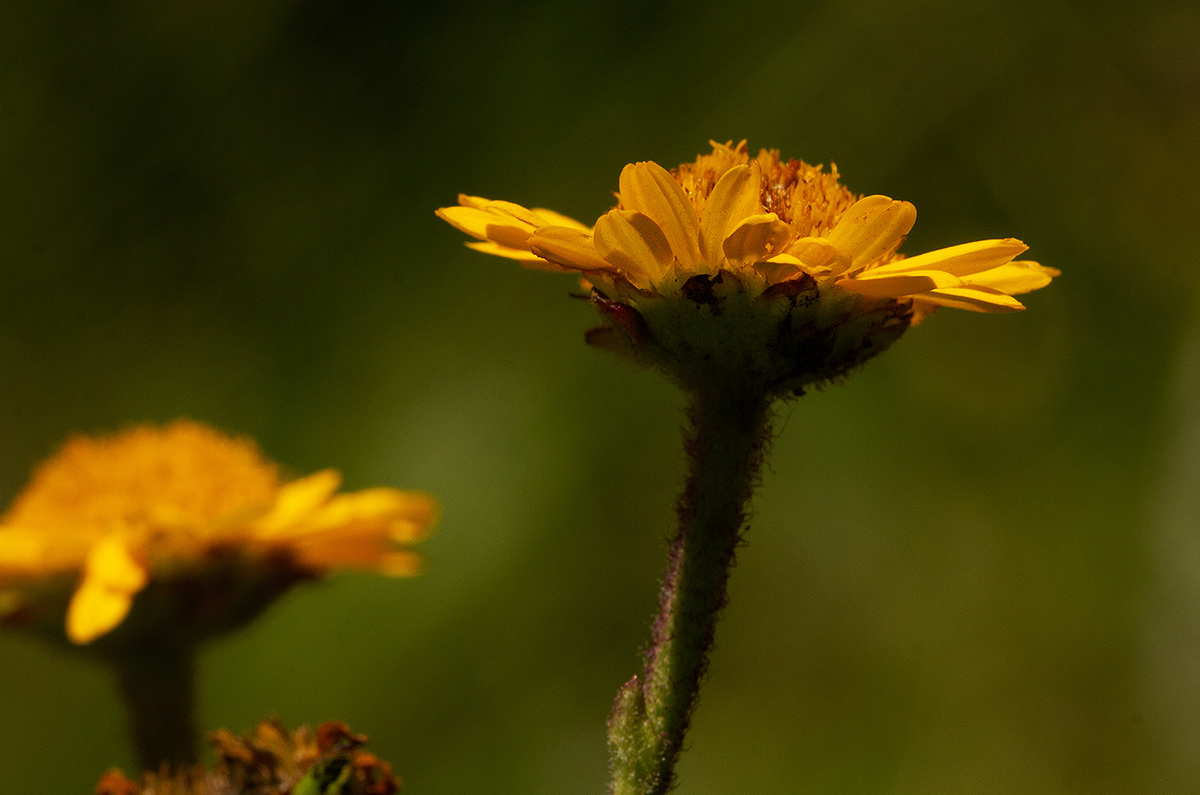 Anisopappus chinensis subsp. chinensis var. buchwaldii