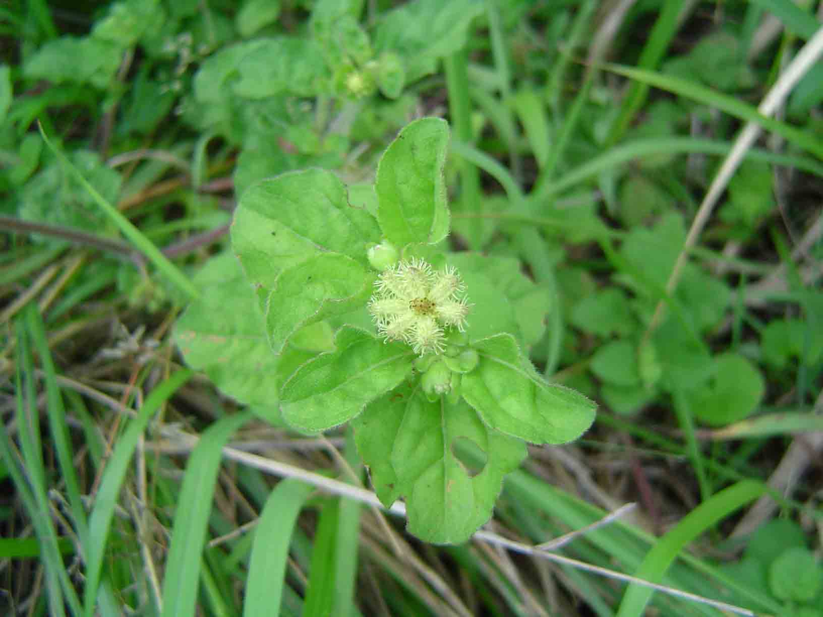 Acanthospermum australe