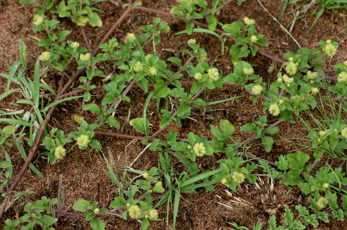 Acanthospermum australe