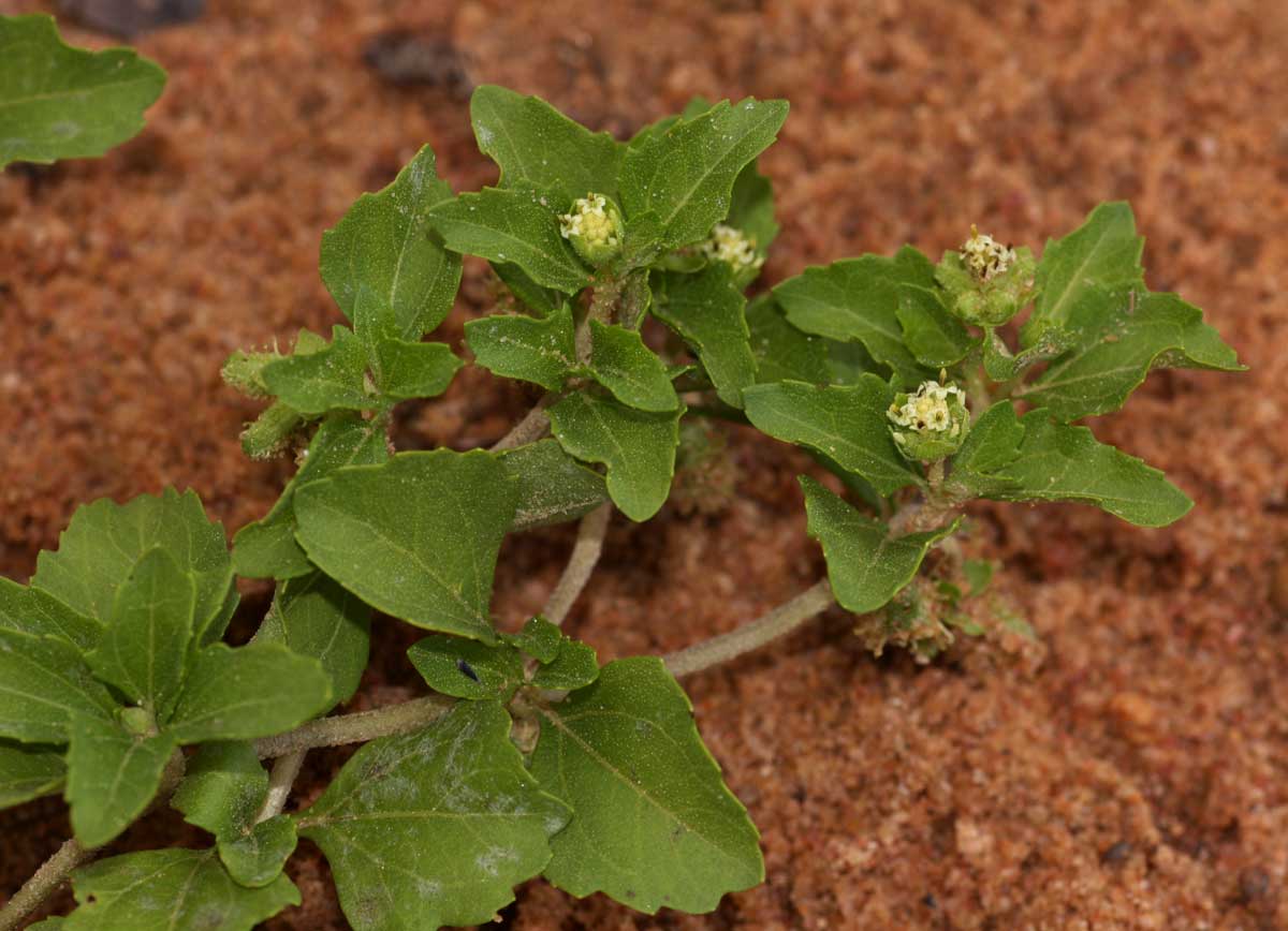 Acanthospermum glabratum