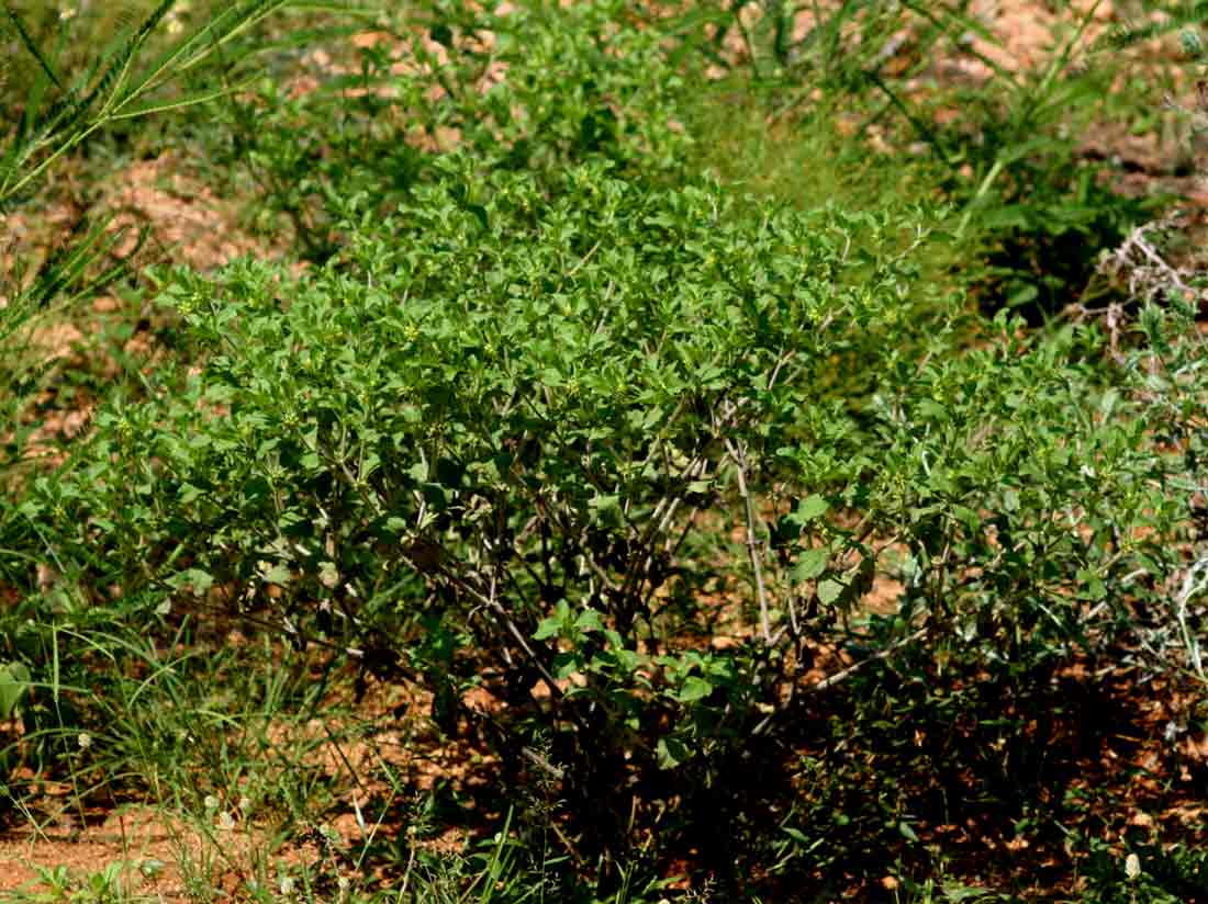 Acanthospermum hispidum