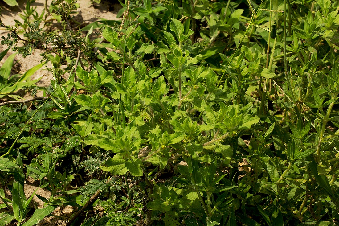 Acanthospermum hispidum