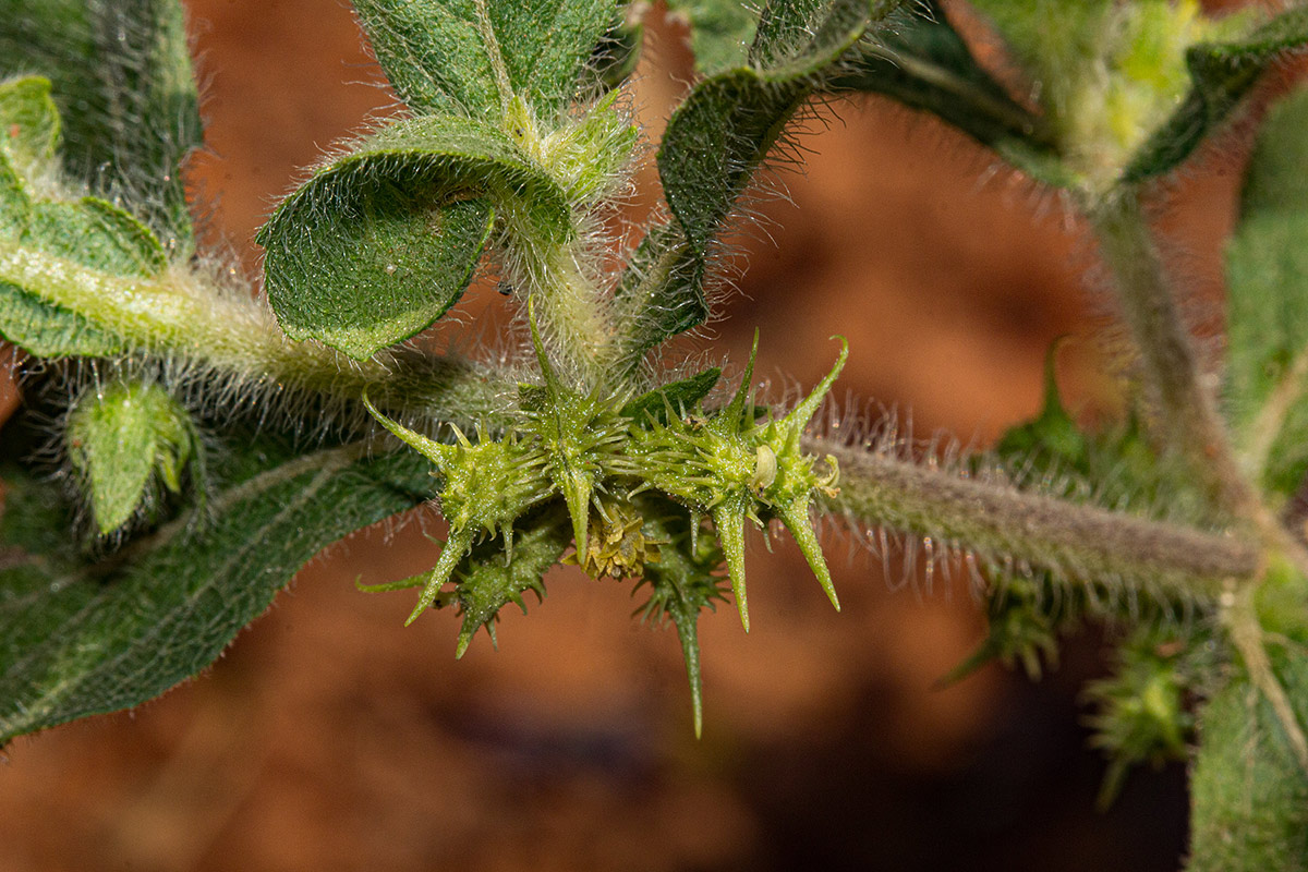 Acanthospermum hispidum