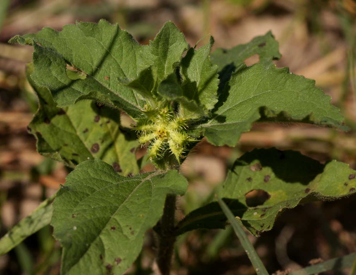 Acanthospermum hispidum