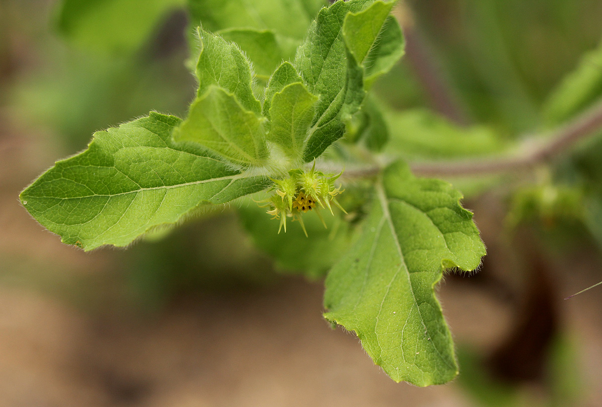Acanthospermum hispidum