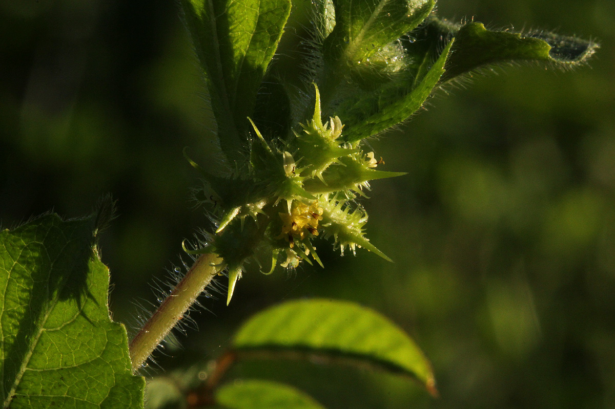 Acanthospermum hispidum Acanthospermum hispidum