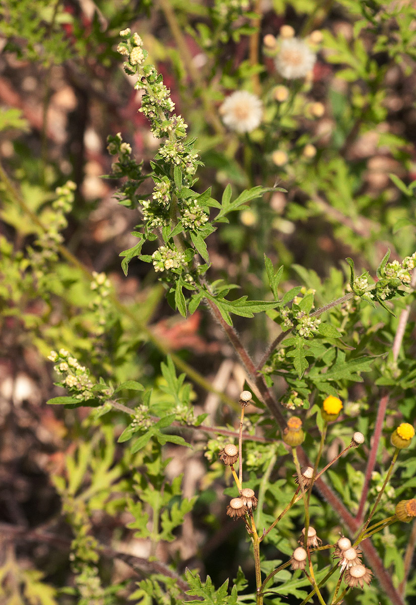 Ambrosia maritima