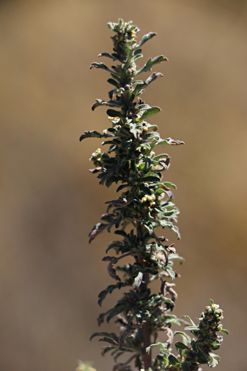 Ambrosia maritima