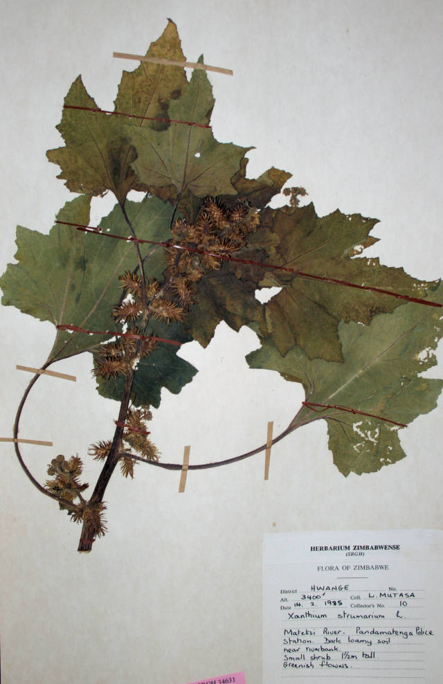 Xanthium strumarium Xanthium strumarium
