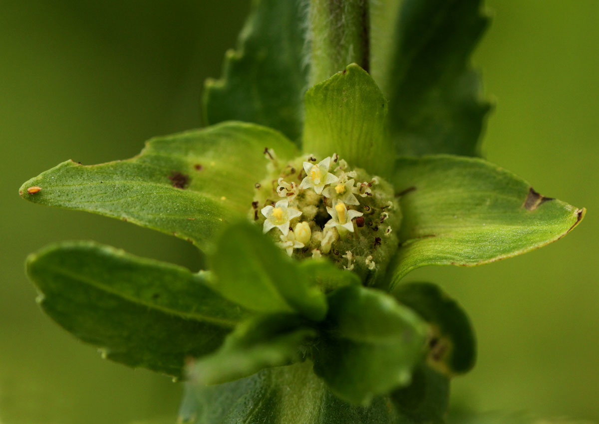 Enydra fluctuans Enydra fluctuans