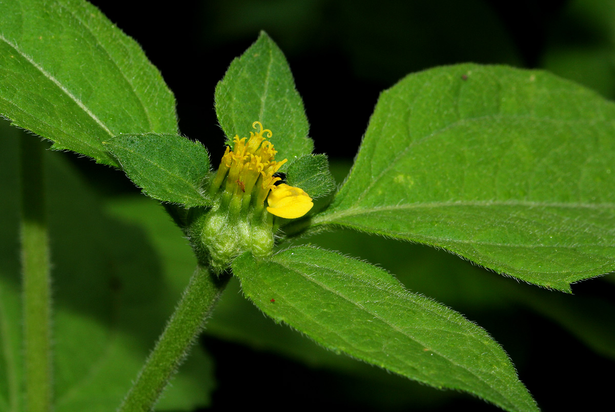 Sclerocarpus africanus Sclerocarpus africanus