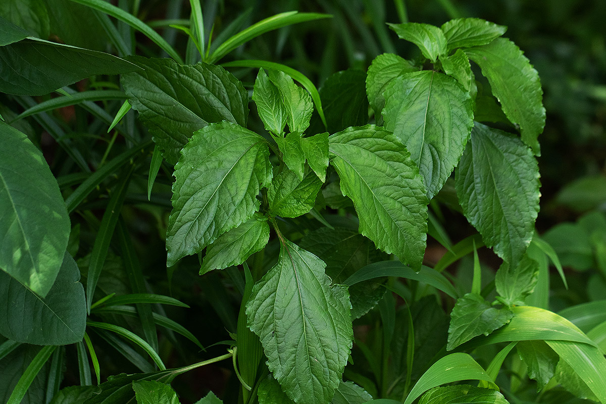 Sclerocarpus africanus Sclerocarpus africanus