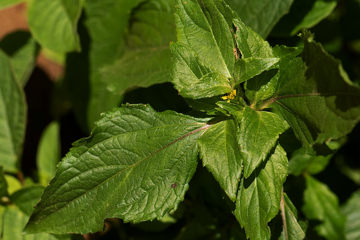 Sclerocarpus africanus Sclerocarpus africanus