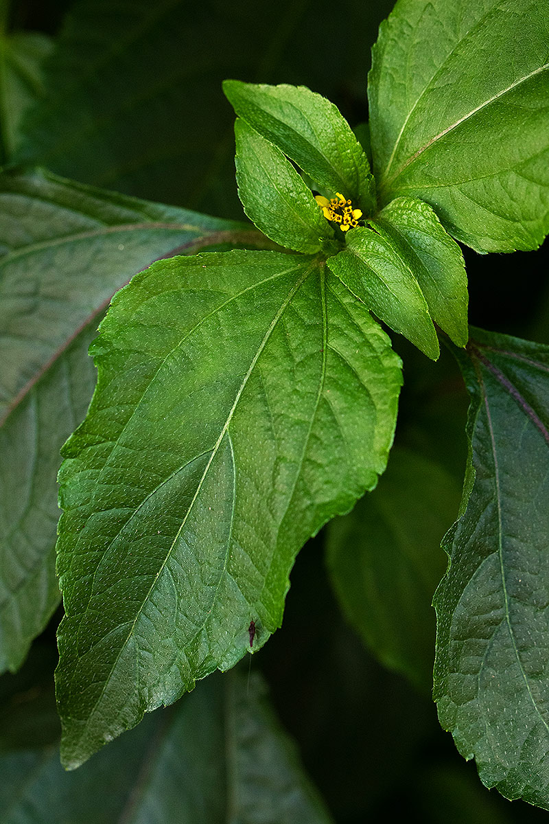 Sclerocarpus africanus Sclerocarpus africanus