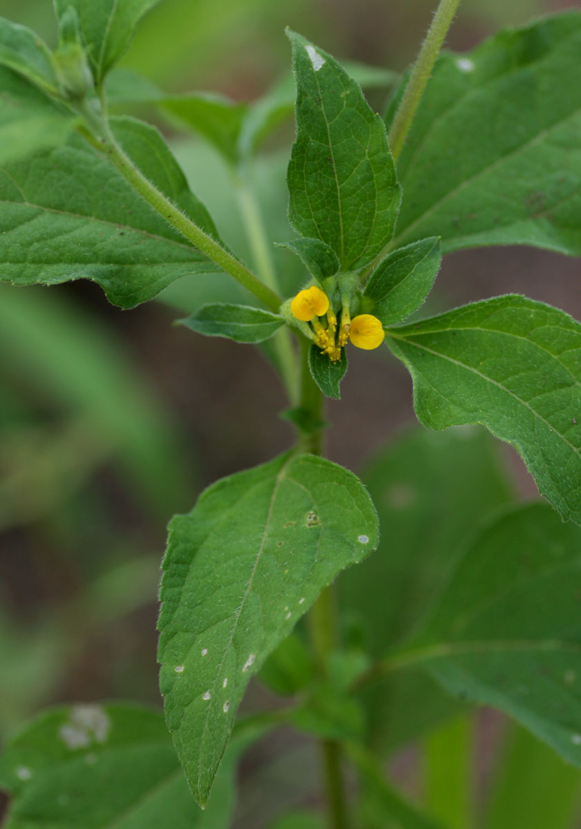 Sclerocarpus africanus Sclerocarpus africanus
