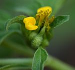 Sclerocarpus africanus