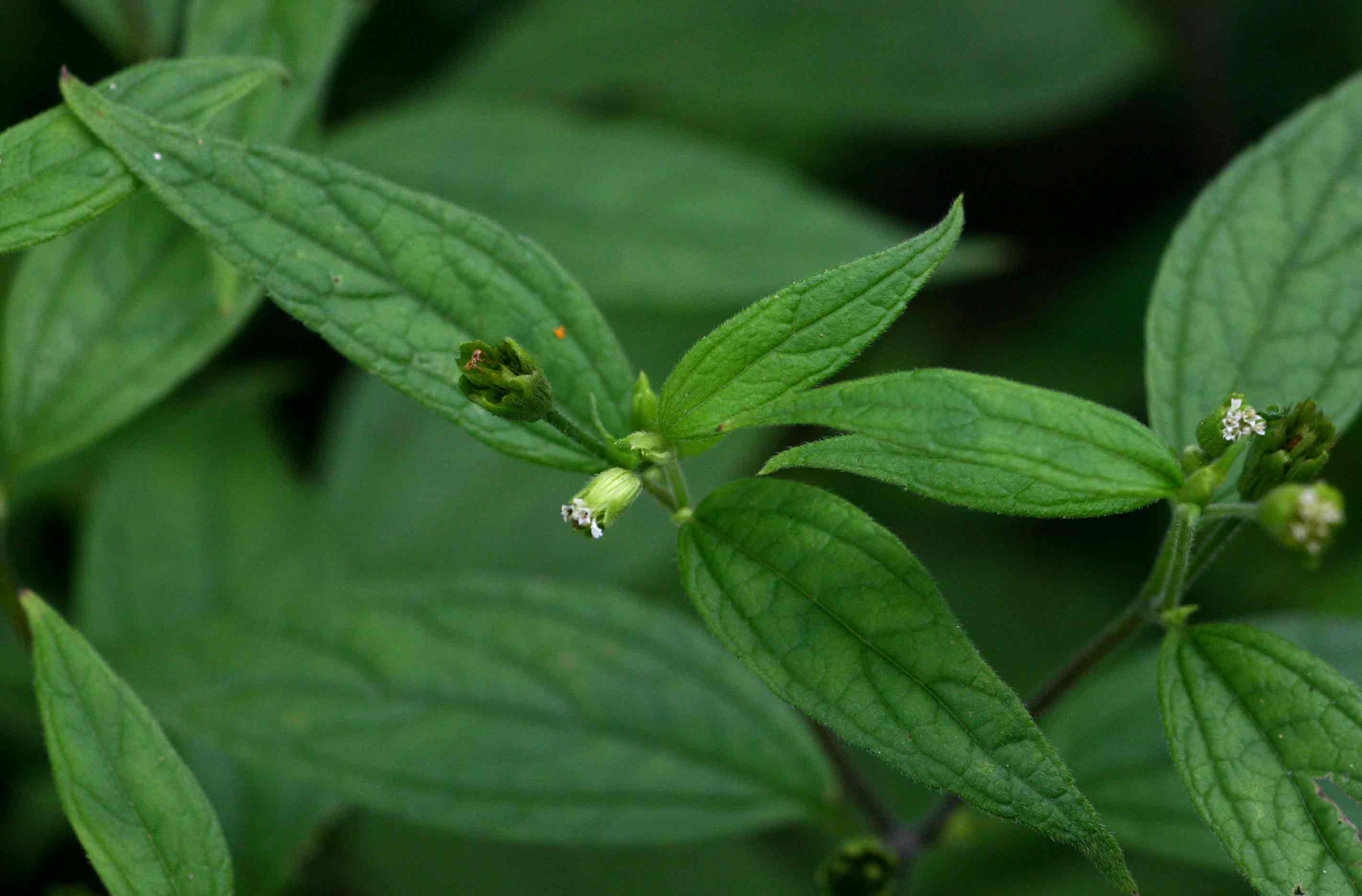 Blainvillea gayana Blainvillea gayana