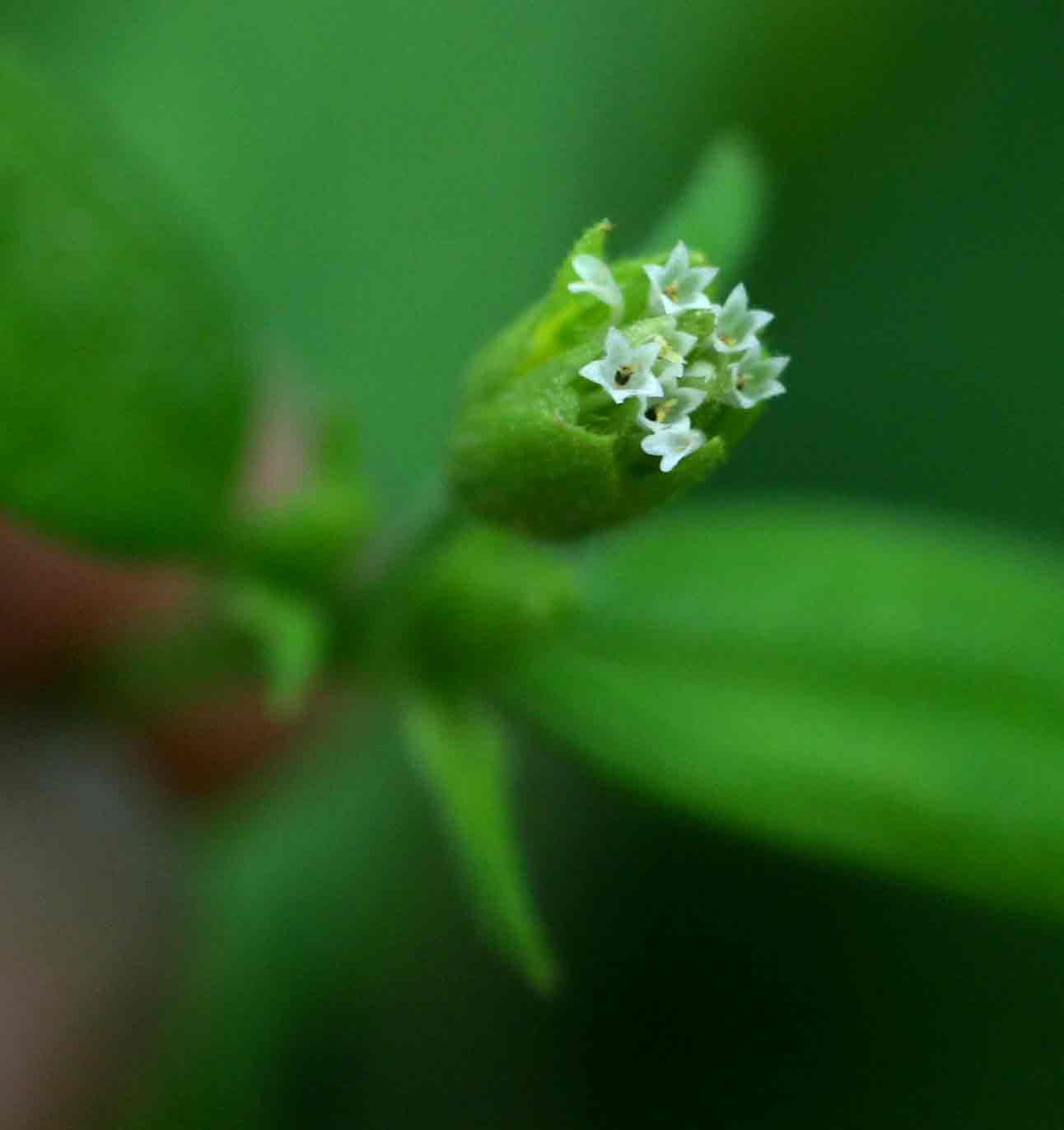 Blainvillea gayana Blainvillea gayana