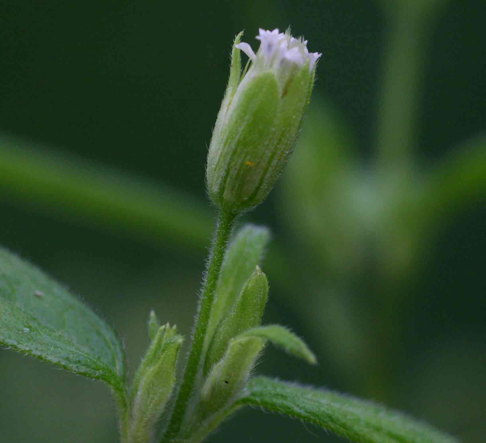 Blainvillea gayana Blainvillea gayana