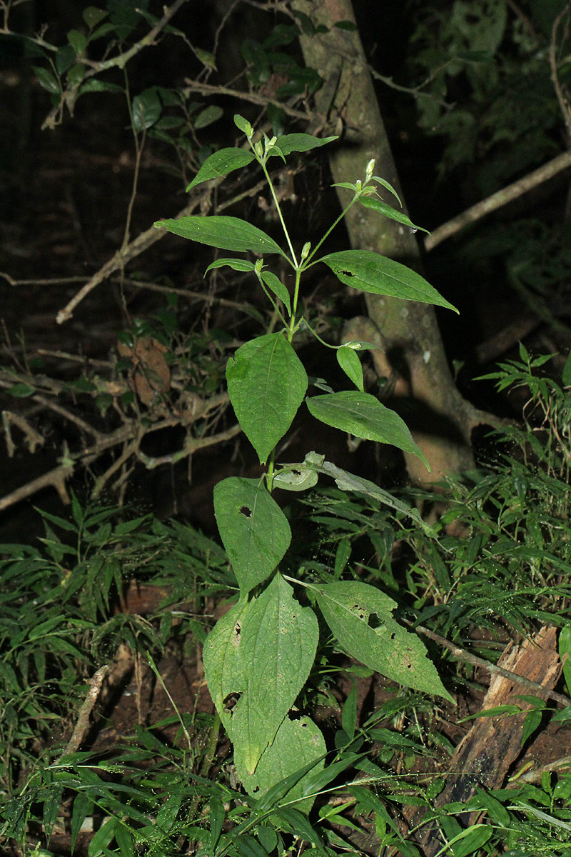 Blainvillea gayana