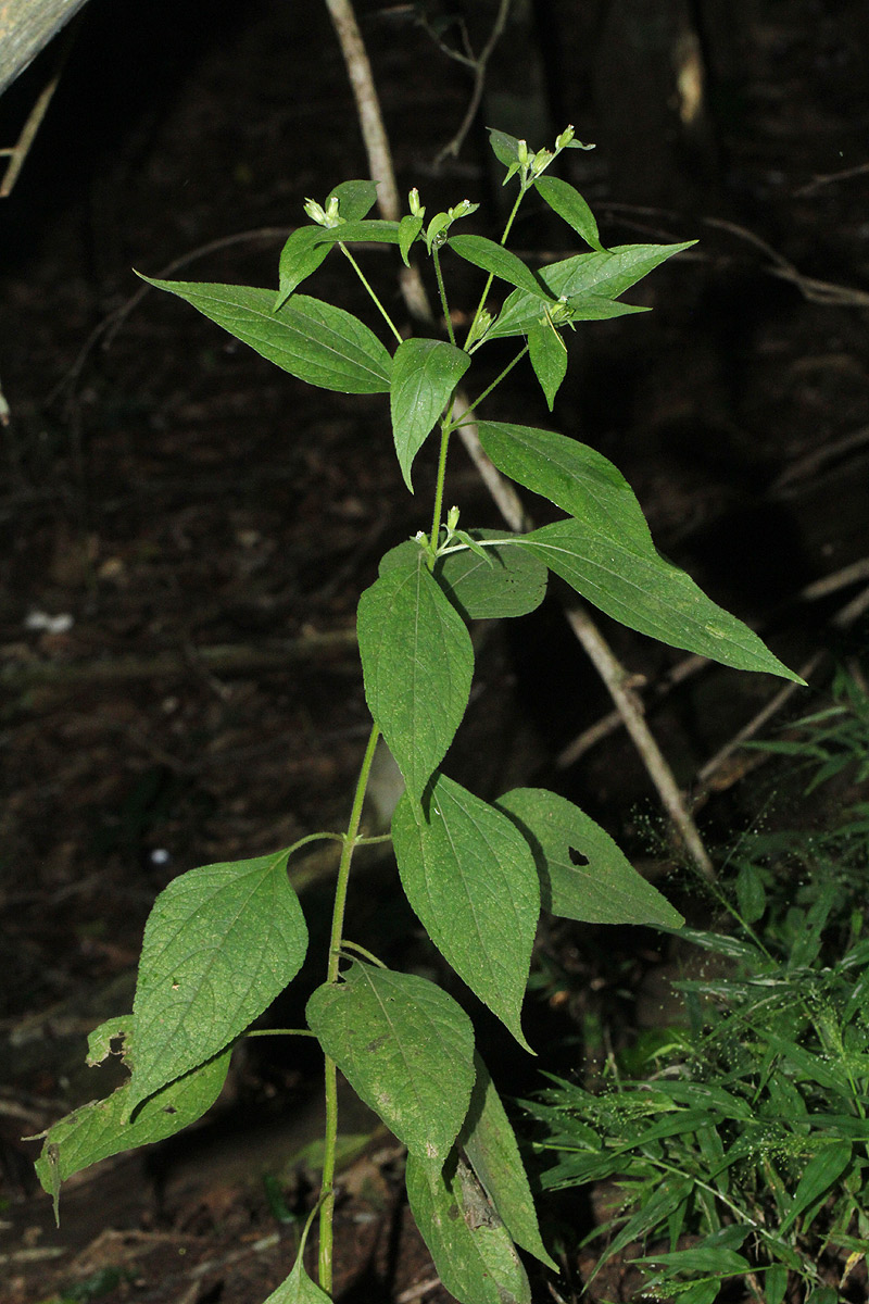 Blainvillea gayana