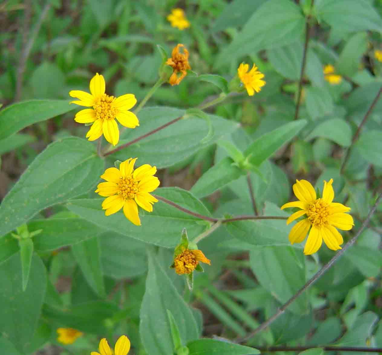 Aspilia mossambicensis Aspilia mossambicensis