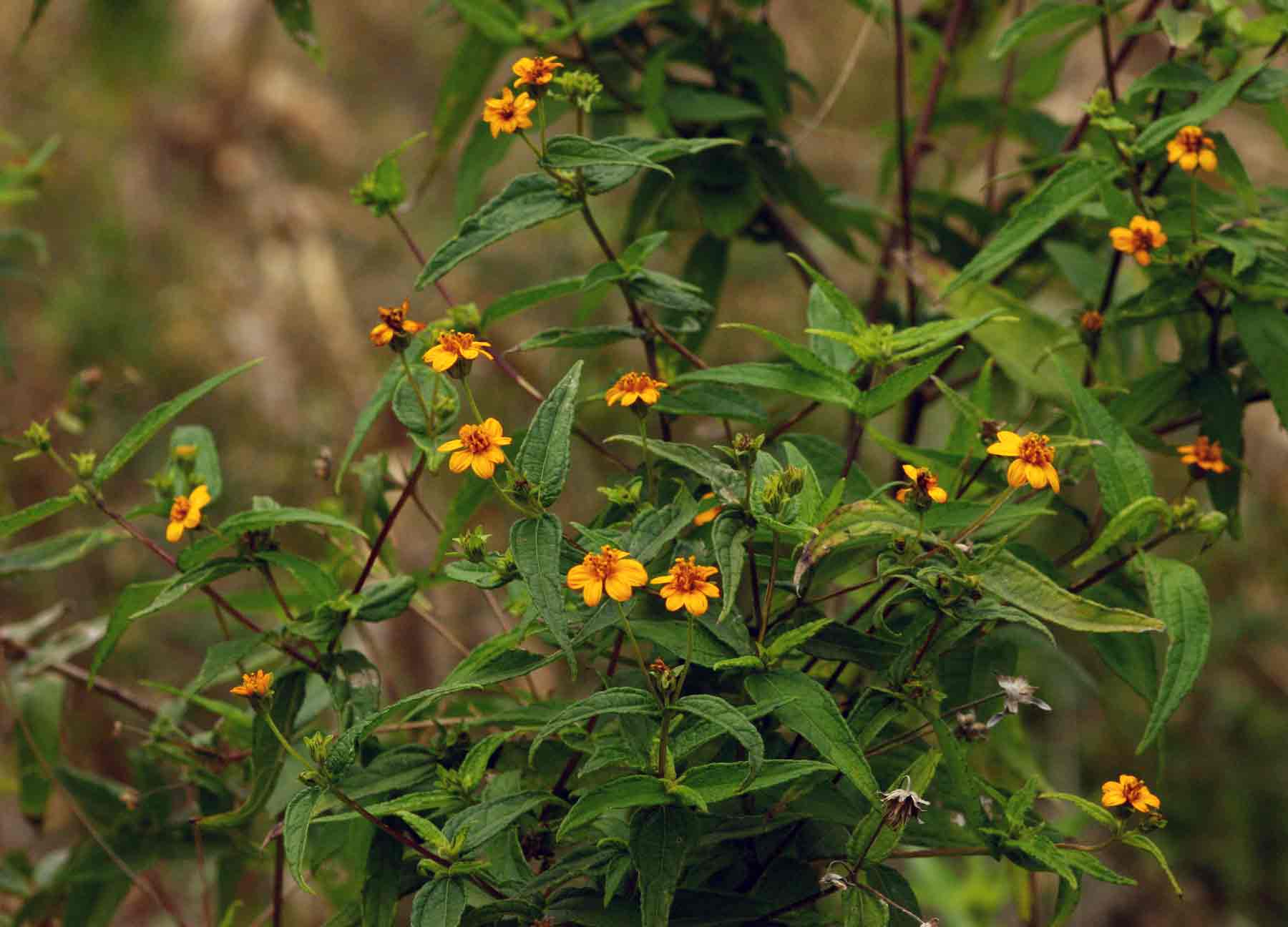 Aspilia mossambicensis Aspilia mossambicensis
