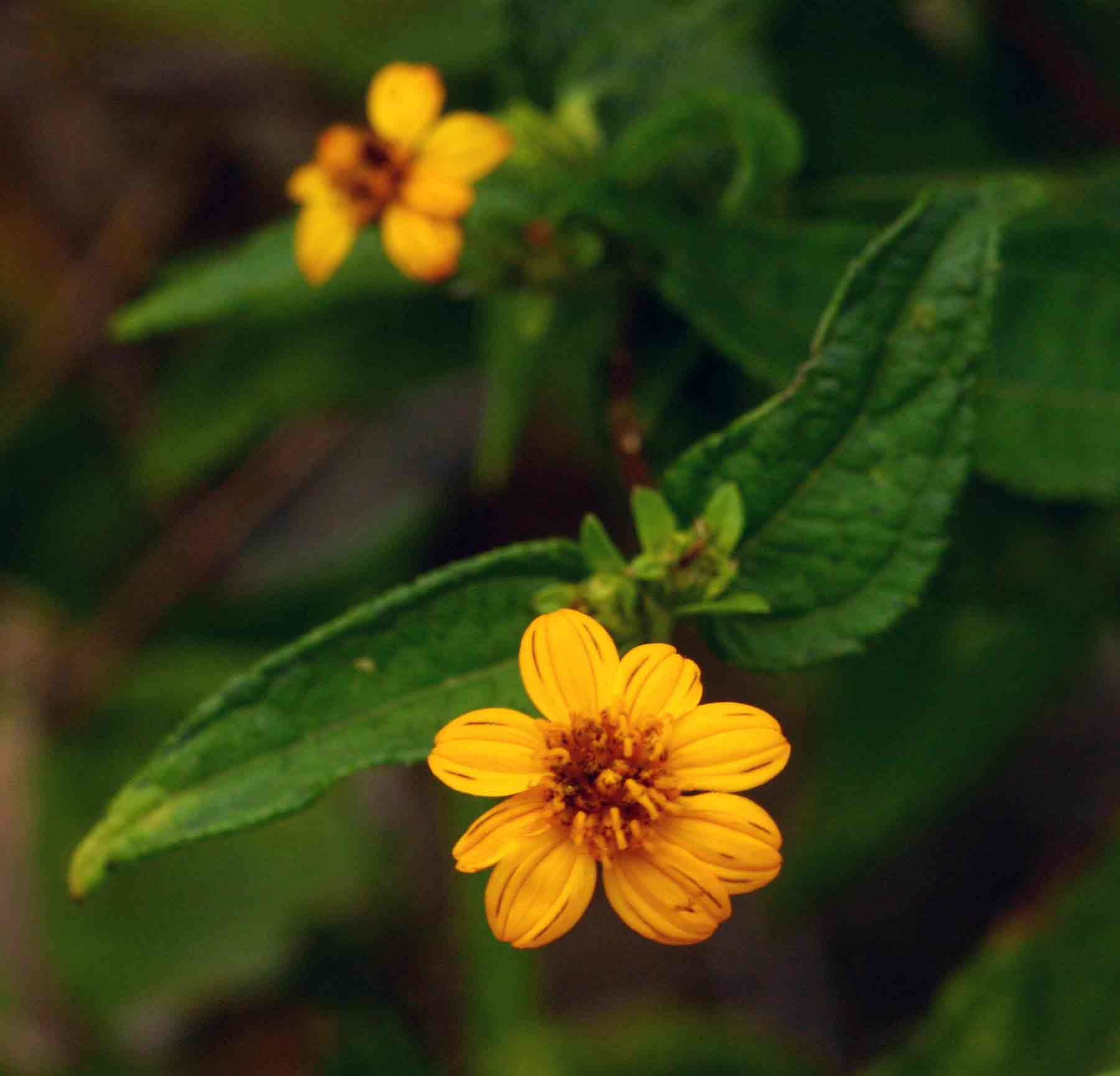 Aspilia mossambicensis Aspilia mossambicensis