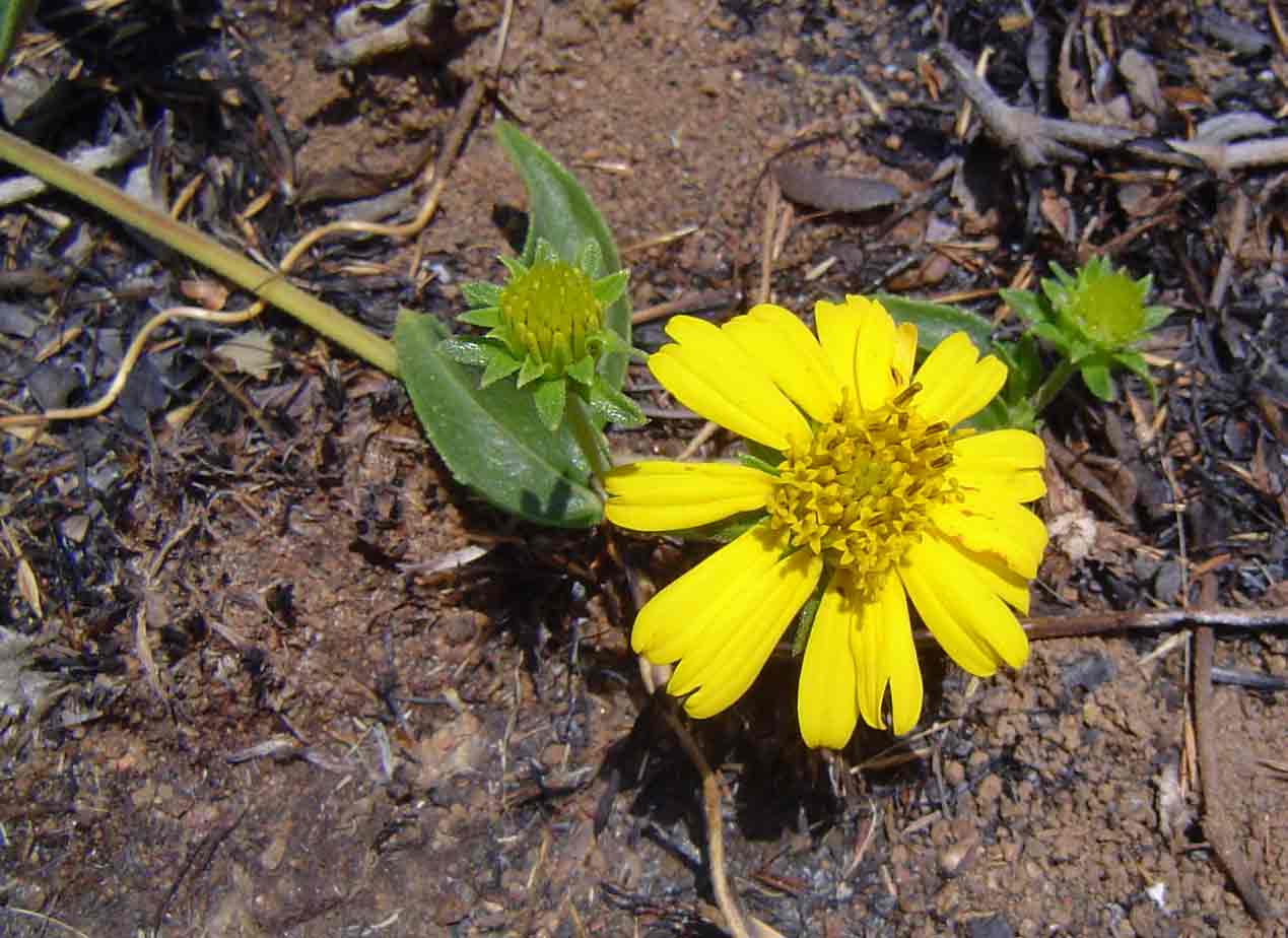 Aspilia pluriseta subsp. pluriseta