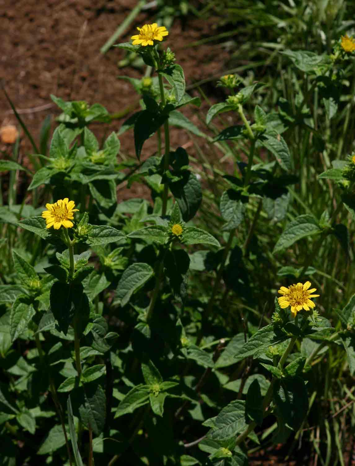 Aspilia pluriseta subsp. pluriseta