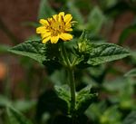 Aspilia pluriseta subsp. pluriseta