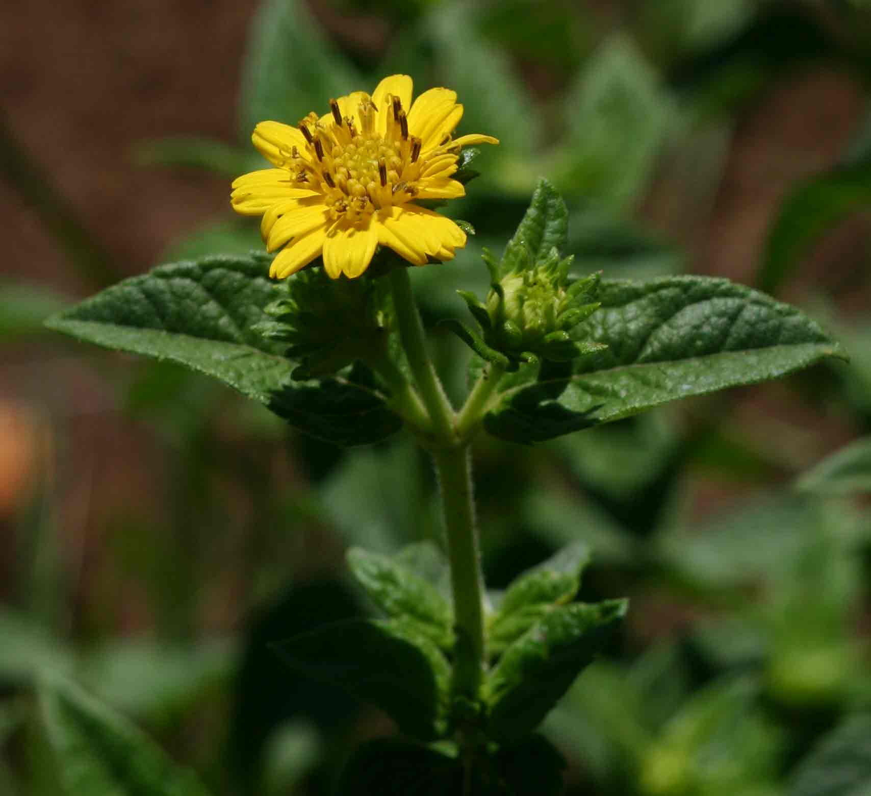 Aspilia pluriseta subsp. pluriseta