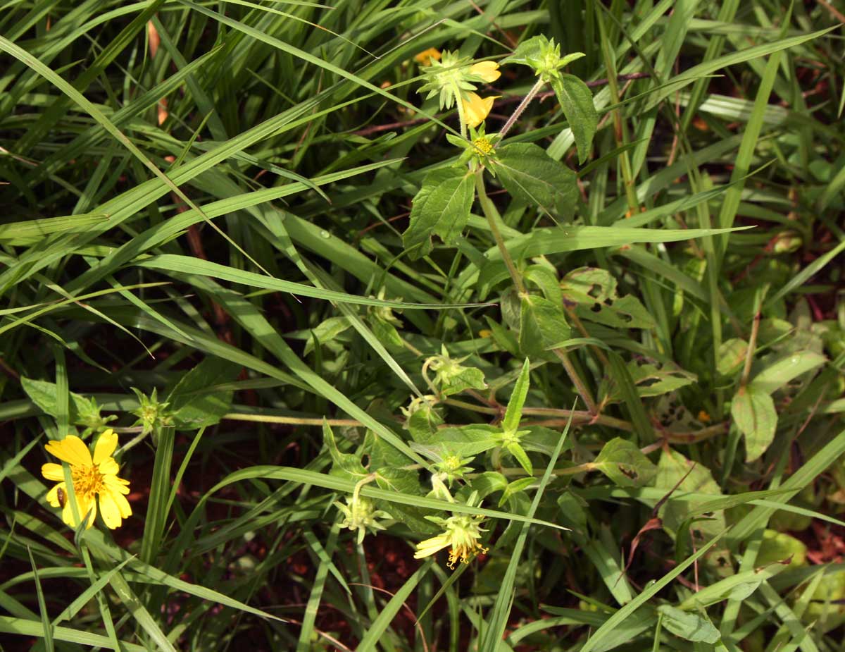 Aspilia pluriseta subsp. pluriseta