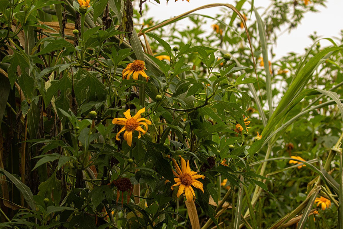 Tithonia diversifolia