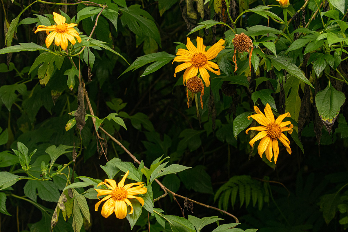 Tithonia diversifolia