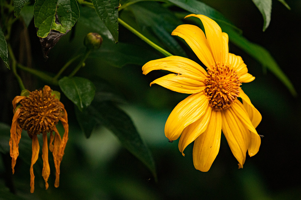 Tithonia diversifolia