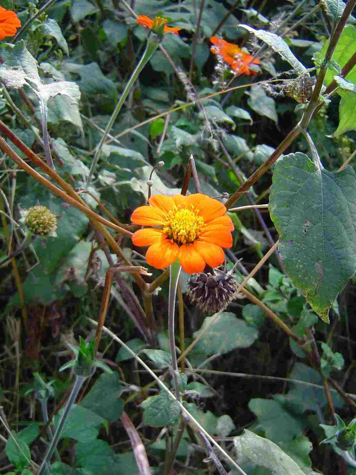 Tithonia rotundifolia Tithonia rotundifolia