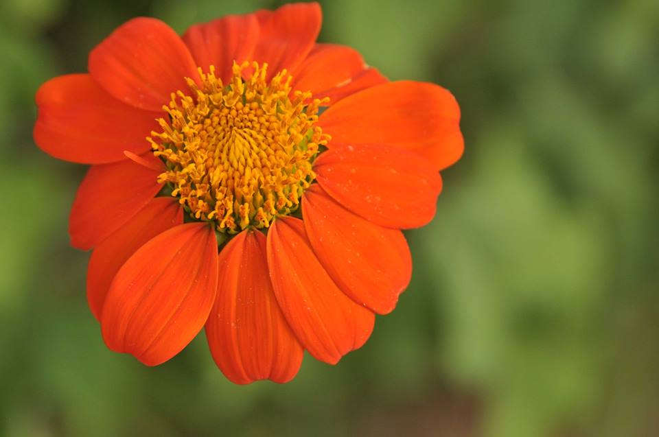Tithonia rotundifolia