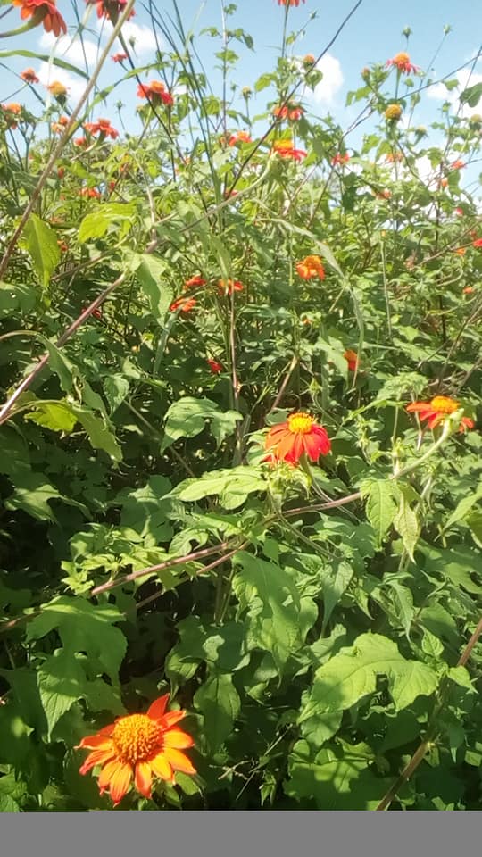 Tithonia rotundifolia