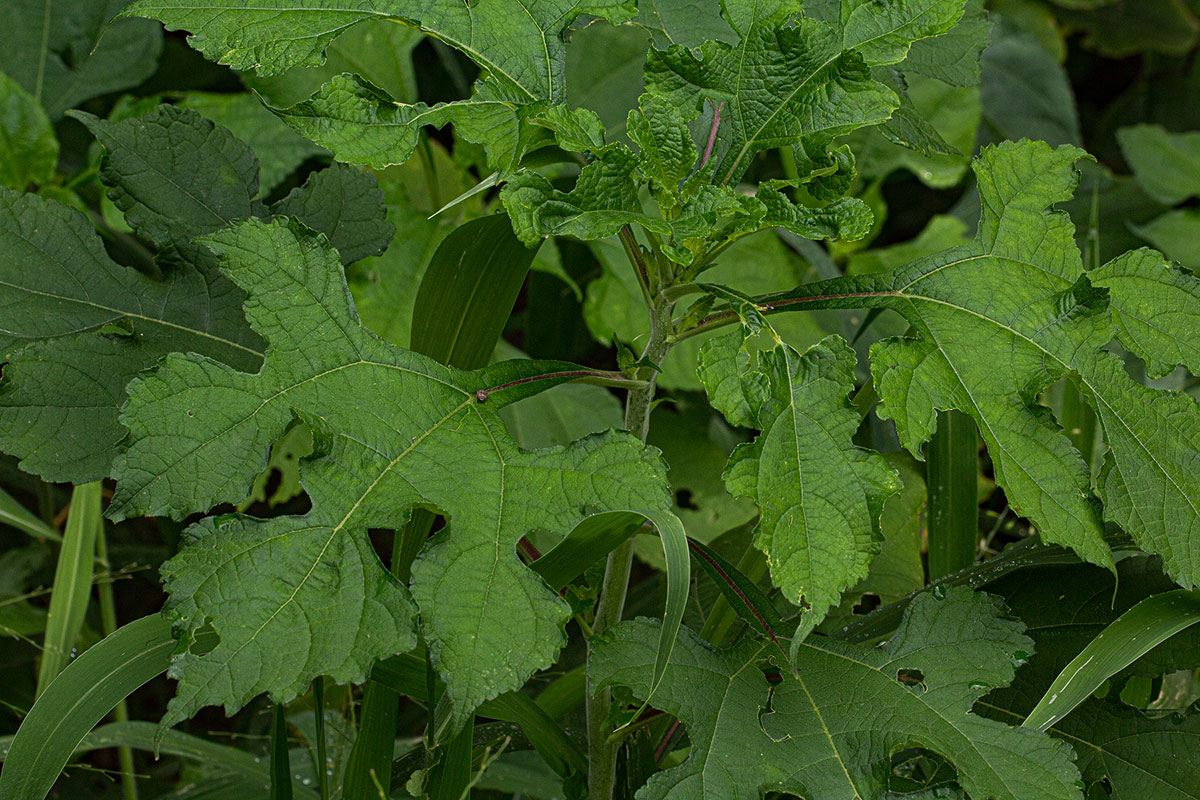 Tithonia rotundifolia