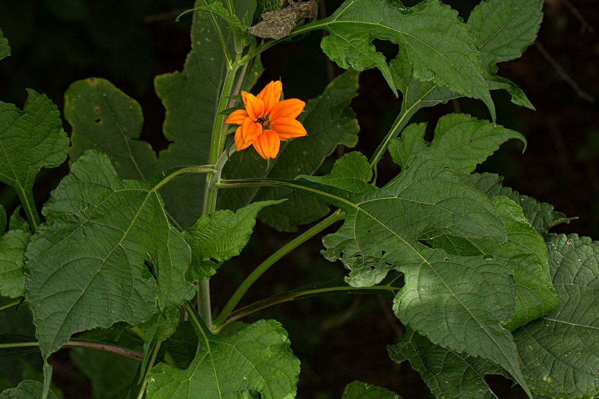 Tithonia rotundifolia
