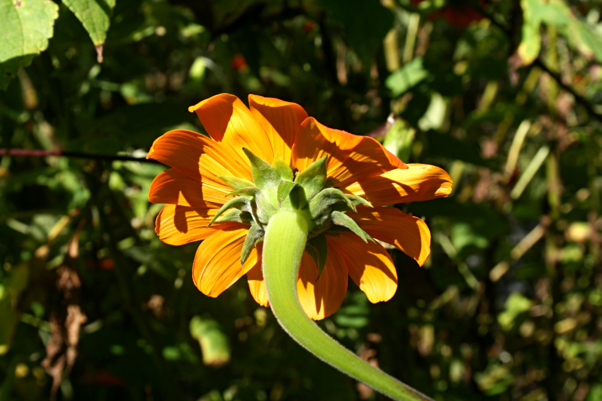 Tithonia rotundifolia