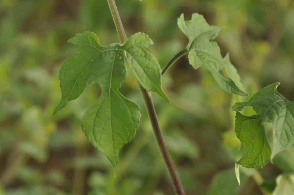 Tithonia rotundifolia