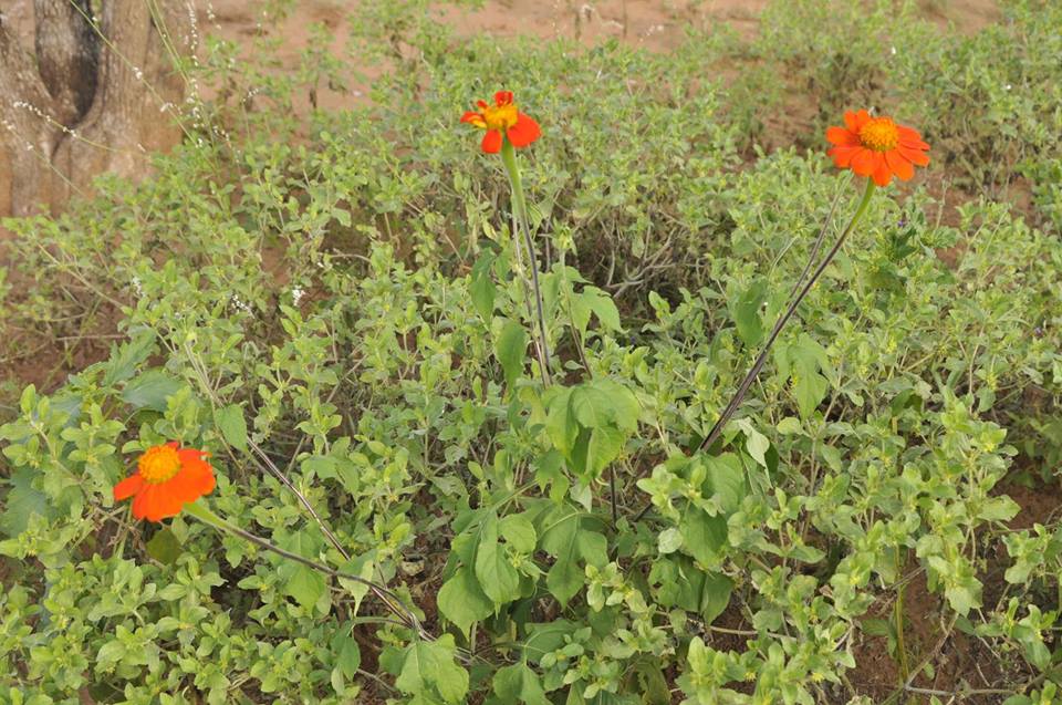 Tithonia rotundifolia