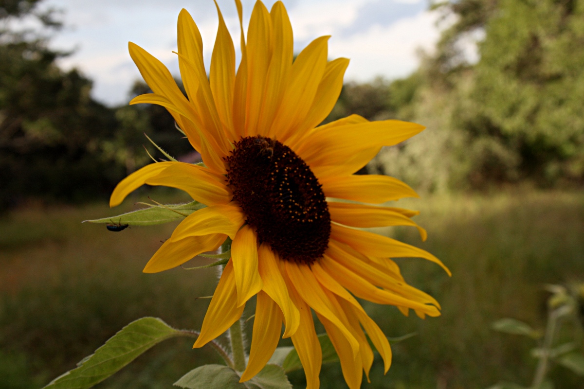 Helianthus annuus